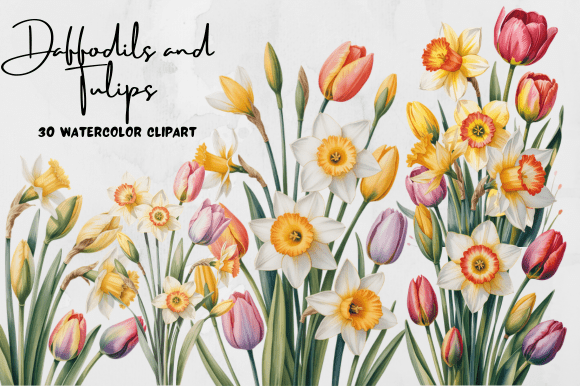 Download Daffodils and Tulips Watercolor Clipart - Tulips Collection