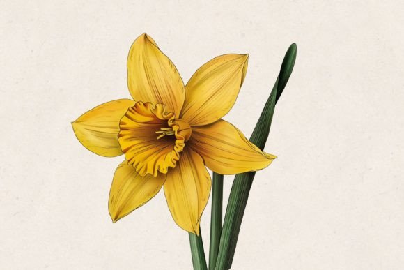 Download Yellow Daffodil Flower PNG - Yellow Collection